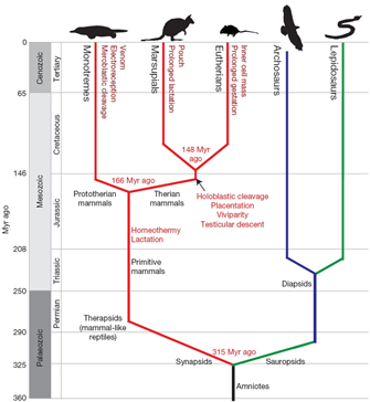 A cladogram shows the evolutionary relationships between five groups of animals: the monotremes, marsupials, eutherians, archosaurs, and lepidosaurs. A vertical geological timescale occupies the left-hand rail of the diagram. The lineages of the five animal groups over the course of this timescale are depicted as a series of branching colored lines. Important evolutionary adaptations and nodes representing divergence events are labeled.