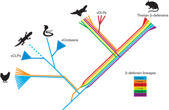 A cladogram shows the evolution of six beta-defensin lineages and four types of venom proteins: the VCLPs, VCrotasins, VDLPs, and the therian beta-defensins. The six lineages are depicted as six branching colored lines. Illustrations of animal silhouettes are shown at the terminus of five branch clusters, indicating that the animal shown possesses particular lineages of immune system proteins or classes of venom proteins.