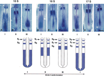 Nine photomicrographs accompanied by a four-part schematic diagram show the changes in hairy1 expression during somite formation in in chick embryo development. The photomicrographs are arranged in three sets of three along the top rown, representing three developmental stages: 15, 16, and 17 somites. Blue staining on these embryos indicates hairy1 mRNA expression. In the lower row, the schematic diagram represents a generalized pattern of gene expression during the formation of a somite. This pattern is that hairy 1 expression moves as a wave in an anterior direction; it starts off as a broad band at the posterior end and ends in a narrow band at the posterior end of a newly formed somite.