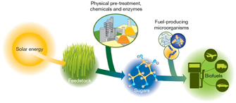 A schematic shows the production of biofuel from solar energy in three basic steps. In the first step, an arrow points from an illustration of the sun to an illustration of a green feedstock crop such as grass. In the second step, an arrow points from the feedstock to a ball-and-stick model of a sugar molecule. An illustration of a chemical plant is shown above this step, representing the physical pre-treatment of the feedstock with chemicals and enzymes to produce the sugar. In the third step, the sugars are converted to biofuels by fuel-producing microorganisms. Biofuels are represented by an illustration of a gas tank. Arrows point from the gas tank to symbols of a plane, a truck, and a car.