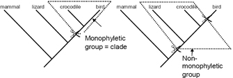A monophyletic group and a non-monophyletic group are indicated on two identical phylogenetic trees. The trees show the evolutionary relationships between four taxa: mammals, lizards, crocodiles, and birds. Dotted lines show where cuts can be made for monophyletic or non-monophyletic groups. A monophyletic group, or clade, requires only one cut on the phylogenetic tree to separate it from the rest of the tree. In contrast, a non-monophyletic group requires at least two cuts to separate it from the rest of the tree.