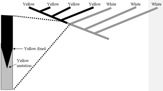 This phylogenetic tree diagram is composed of a diagonal line, with six diagonal lines branching off from it. Each line, or branch, represents a lineage of organisms. A label at the terminus of each branch indicates whether the lineage is dominated by flowering plants with yellow flowers or white flowers. The four branches that represent lineages dominated by yellow-flowered plants are shown in black; the three branches that represent lineages dominated by white-flowered plants are shown in grey. A magnified inset at left shows the point along the tree where yellow flowers first occurred in a population dominated by white flowers. It is represented by a V-shape, the top of which is labeled at left as yellow fixed, and the bottom of which is labeled as yellow mutation.