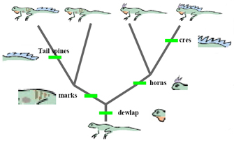 A phylogenetic tree diagram shows the evolution of four reptile lineages from a single ancestor. The root of the tree is depicted as a vertical grey line. The root splits into a left branch and a right branch, which each split into two additional branches. A schematic illustration of a reptile appears at the terminus of each of these four branches. The appearances of five traits during the evolution of these four lineages are indicated on the tree diagram by neon green rectangles. The five traits are: dewlap, marks, tail spines, horns, and cres.
