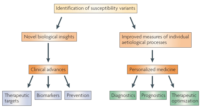 A conceptual diagram shows two possible outcomes of identifying susceptibility variants. The outcomes are represented as processes: each step in the process is shown in a horizontal, colored rectangle. Arrows between rectangles represent the transition between steps. After identification, novel biological insights can be reached, and these may lead to clinical advances related to therapeutic targets, biomarkers, and prevention. Alternatively, identification of variants may lead to improved measures of individual etiological processes that may influence personal medicine, including diagnostics, prognostics, and therapeutic optimization