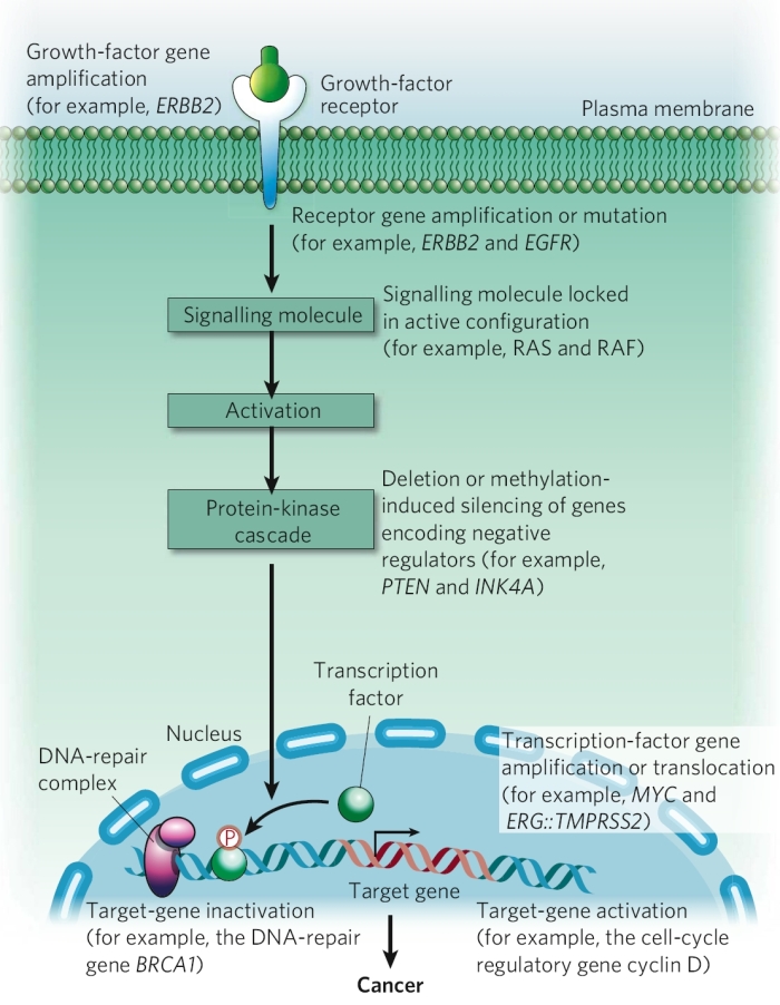 cancer signaling pathways. A simplified signaling pathway