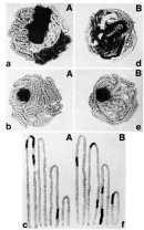 A series of photographs show two models of chromosome organization: the chromosome territory model and the spaghetti model. In each photograph, strands of white, grey, and black yarn represent the DNA fibers of different chromosomes.