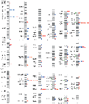 Twenty-four chromosome ideograms show the occurrence of copy variants on human chromosomes. The chromosome is represented as a vertical, open rectangle. Horizontal grey bands along the length of the chromosome represent the chromosome banding pattern. Each ideogram shows the chromosomal location of specific genes that have copy number variations, such as 1q25.1 or 10p22.3. Copy number variations are shown by blue or red circles to the right of the identified bands; red circles indicate copy loss, and blue circles represent copy gain. Some genes displayed copy number variation in only one sample, while others displayed copy number variation in up to twenty samples out of 39. A single green circle is shown to the left of some bands in a select few chromosomes, indicating genome sequence gaps.