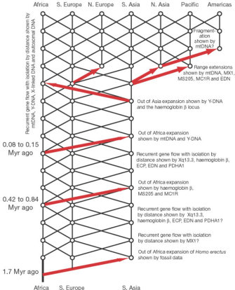 A lattice depicts genetic descent and gene flow between human populations from Africa, Southern Europe and Southern Asia 1.7 million years ago. Between 80 to 150 thousand years ago, these populations expanded to Northern Europe, Northern Asia, the Pacific and the Americas. Red arrows indicate gene flow.