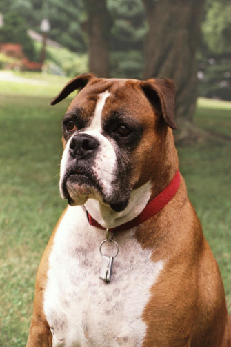 A photograph shows a brown boxer dog with white patches on its chest and nose, and black markings around its eyes, nose, and mouth. The dog is sitting on a lawn with a red house and two trees in the background. The dog is wearing a red canvas collar with a silver circular ring that has silver, rectangular identification tags hanging down in front of its chest.
