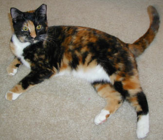 A photograph shows a calico cat lying on its side on a carpeted floor and looking up at the camera. The cat's chest, abdomen, front and rear paws are white. The cat's head, back, upper limbs and tail are covered in black and brown patches.