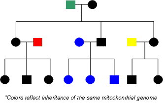 This genetic pedigree is color coded to show the inheritance of the maternal mitochondrial genome over three generations.