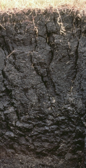 A Vertisol high in shrink-swell clay showing cracks formed during a dry period.