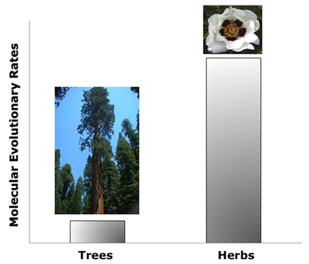 Difference in the molecular evolutionary rate of annual (herbs) vs. perennial (trees) plants.