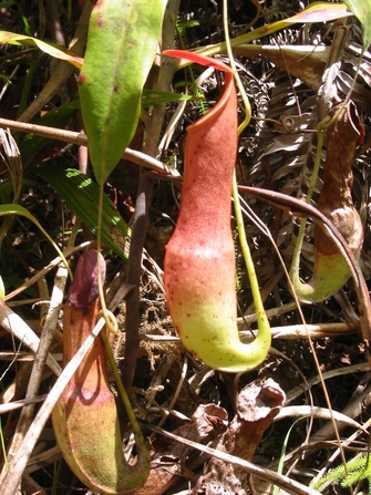 A carnivorous pitcher plant.