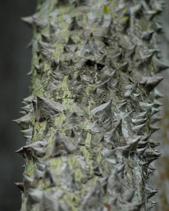 Sharp thorns on the branch of a tree, used as anti-herbivory defense.