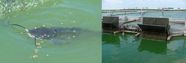 Aquaculture ponds, such as these channel catfish production ponds, typically contain high concentrations of nutrients
