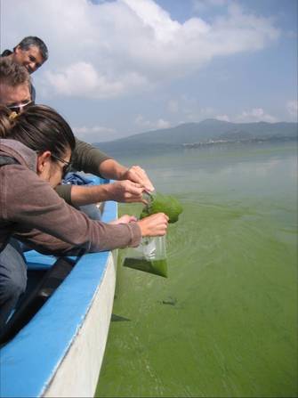 Sampling Lago de Pátzcuaro during a cyanobacterial bloom with Ilyana Berry, Dr. John Berry, and Dr. Fernando Bernal-Brooks.