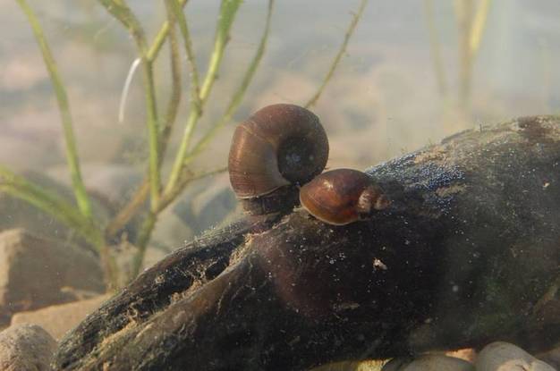 Helisoma trivolvis (left) and Physa acuta (right) are two of the most common freshwater snails in North America.