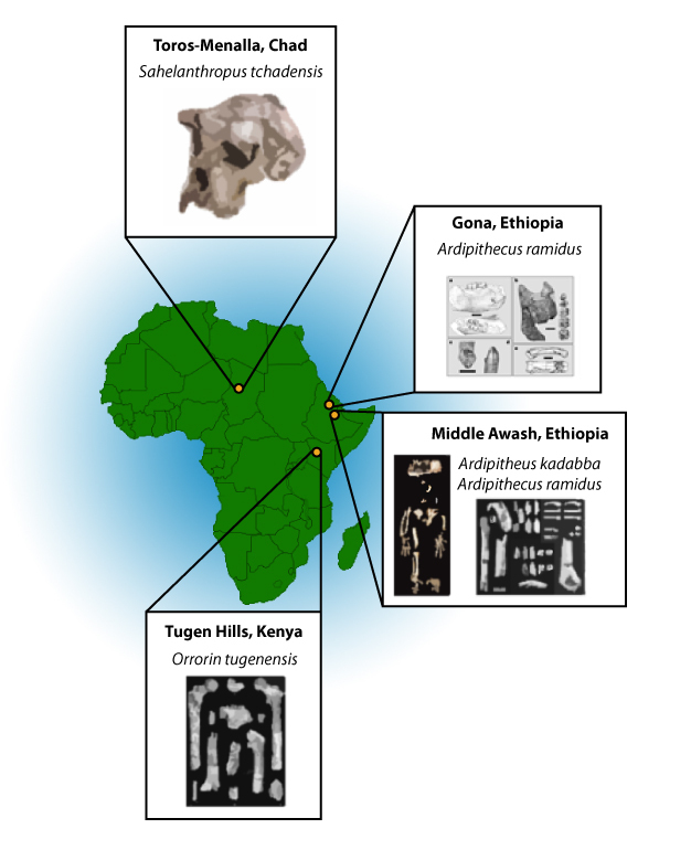 Map showing the placement of the earliest hominin localities and some of the specimens recovered.