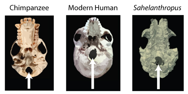 A comparison of the position of the foramen magnum (marked by white arrows) in chimpanzee, modern human and <i>Sahelanthropus</i>.