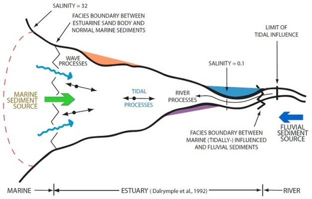 Classic estuarine zonation depicted from the head region, where fluvial processes dominate