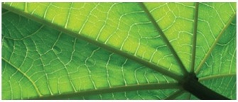 An example of a venation pattern to illustrate the hydraulic pathway from petiole xylem into the leaf cells and out the stomata.