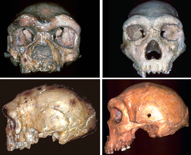 Frontal (top) and lateral (bottom) views of typical Homo heidelbergensis crania from Europe and Africa (left: Petralona; right: Kabwe).