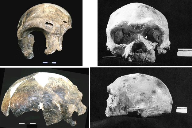Frontal (top) and lateral (bottom) views of typical archaic Homo sapiens crania from China (left: Maba; right: Dali).