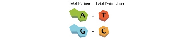 A two-column diagram shows the purines adenine (A, green double ring) and guanine (G, blue double ring) in the column at left, and the pyrimidines thymine (T, red hexagon) and cytosine (C, orange hexagon) in the column at right. An equal sign is shown between A and T, and between G and C. Text above the two columns states that the total number of purines equals the total number of pyrimidines.
