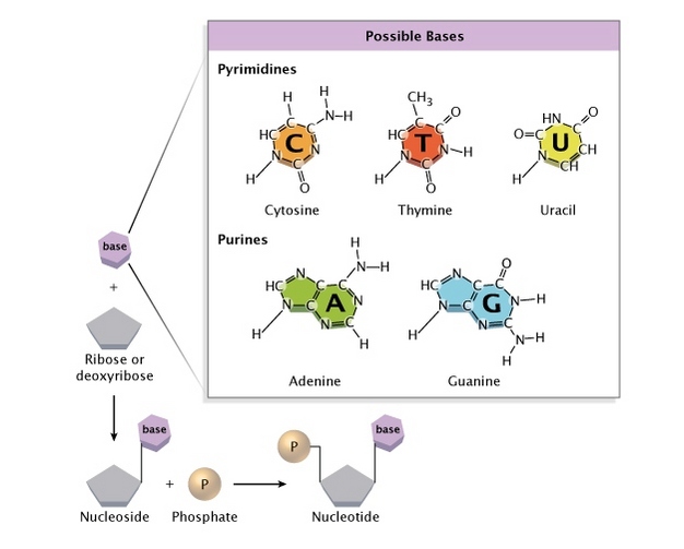 A diagram shows the three separate components of a nucleotide and how they are combined to form a complete molecule. A nitrogenous base is represented as a purple hexagon. A sugar is represented as a grey pentagon. A phosphate group is represented as a light brown circle. A cut-away from the generic nitrogen base shows the chemical structure of the three types of pyrimidine bases (cytosine, thymine, and uracil) and the two types of purine bases (adenine and guanine).