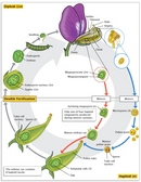 A circular life cycle diagram shows the release of two diploid sporocytes from a flowering plant. The development of one sporocyte into a pollen grain and the second sporocyte into an egg cell is shown using a series of schematic illustrations connected by arrows. The five stages that compose the top half of the diagram are labeled as the diploid (2n) portion of the life cycle. The five stages that compose the lower half of the diagram are labeled as the haploid (n) portion of the life cycle. The double fertilization event appears in the middle of the drawing, at the transition from the haploid portion of the life cycle to the diploid portion of the life cycle, and is emphasized with a highlighted box.