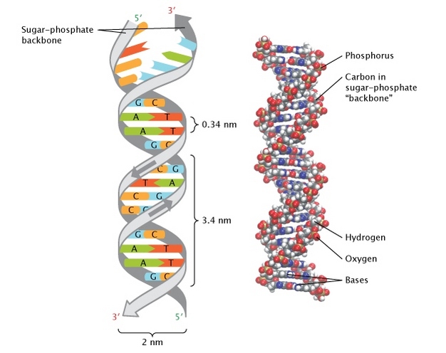 The structure of double-stranded DNA is shown in two ways. On the left is a simplified illustration of DNA, in which the sugar-phosphate backbone of each strand is represented as a grey ribbon coiled into a double helical shape, and base pairs resemble rungs on a ladder. On the right, DNA is depicted with a space-filling model in which the individual atoms (Phosphorus, Carbon, Hydrogen, Nitrogen, and Oxygen) are represented as different colored spheres.