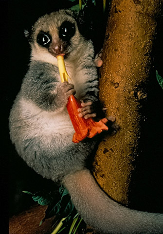 Sitting and feeding by a dwarf lemur, <i>Cheirogaleus medius</i>.