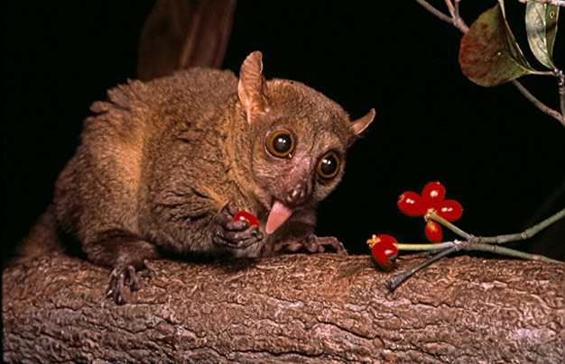 Lying down and feeding by a mouse lemur, <i>Mirza coquereli</i>.