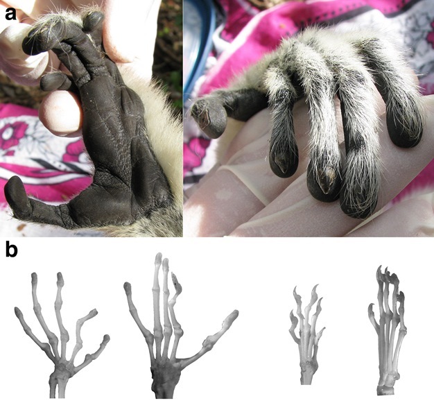 Two views of the hand of a primate (sifaka, genus Propithecus)