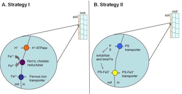 Strategy I and Strategy II mechanisms for iron uptake.