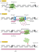 A multi-panel schematic shows the transcription process in three steps. A double-stranded DNA molecule is shown in each panel. The topmost strand of the DNA is labeled as the complementary strand, and the bottom DNA strand is labeled as the template strand. A green blob represents the RNA polymerase enzyme. Promoter and termination sequences are shaded in dark grey on the DNA template and complementary strands in each panel and these sequences are shown as dark green when they are within the RNA polymerase machinery. An initiation sequence is shaded in dark orange to the left of the promoter on the template strand.