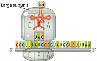 A schematic diagram shows the fully assembled translation initiation complex, which includes the ribosome and an initiator tRNA, bound to an mRNA molecule. The ribosome has two subunits, which are shown in gray. The large subunit is depicted as an oval bound to the top of the mRNA. The small subunit is shown as an elongated oval approximately one-third the width of the large subunit, and is bound to the bottom of the mRNA. The ribosome has three binding sites from left to right: an E (exit) site, a P (polypeptide) site, and an A (amino acid) site. An initiator tRNA molecule is shown in the P site, where its UAC nucleotide sequence is bound to the AUG nucleotide sequence on the mRNA. The mRNA is shown with its five-prime end to the left, and the three-prime end to the right. This means that the E site of the ribosome is closer to the five-prime end of the mRNA and the A site of the ribosome is closer to the three-prime end of the mRNA. Translation will proceed from the five-prime to the three-prime end of the mRNA.