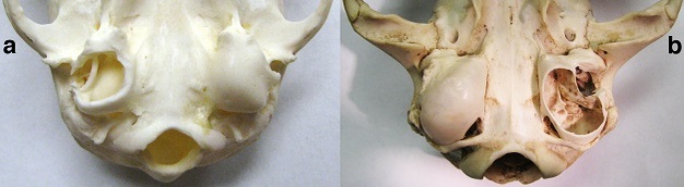 Inferior view of the basicranium of a primate (lemur, genus Eulemur)