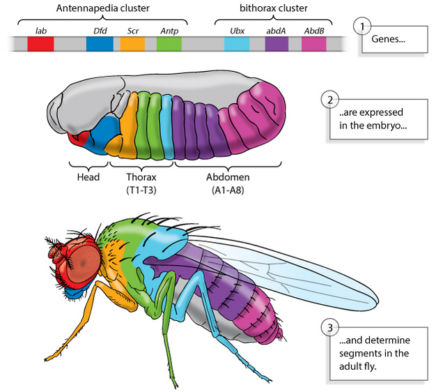 The top panel in a three-part schematic shows a region of the fruit fly genome with two gene clusters. The first gene cluster, which is labeled the antennapedia cluster, is at the left and contains four genes. The second gene cluster, which is labeled the bithorax cluster, is on the right and contains three genes. The genomic region is shown as a horizontal rectangle, and each gene is a different colored box on the rectangle. A center panel shows a developing fly embryo. Different segments in the embryo are colored to match the colors of corresponding genes in the panel above. The bottom panel shows a fully-developed adult fly. Different body parts in the adult fly are colored to match the colors of the corresponding segments in the center panel, and the corresponding genes in the top panel.