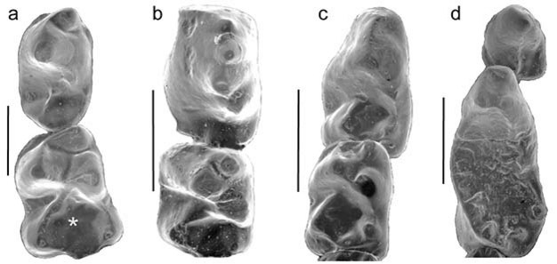 Scanning electron micrographs of plesiadapiform P4s and M1s in occlusal view:  a) <i>Purgatorius janisae</i> (UCMP 107406, image reversed); b) <i>Elphidotarsius florencae</i> (USNM 9411); c) <i>Tinimomys graybulliensis</i> (YPM 33895); d) <i>Picrodus silberlingi</i> (AMNH 35456).