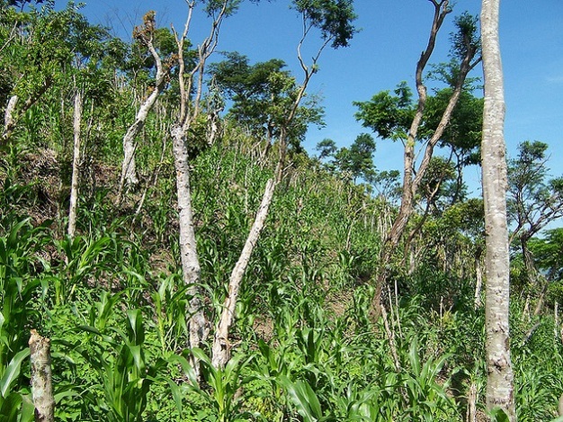 Appearance of vegetation in the Quesungual system soon after planting.