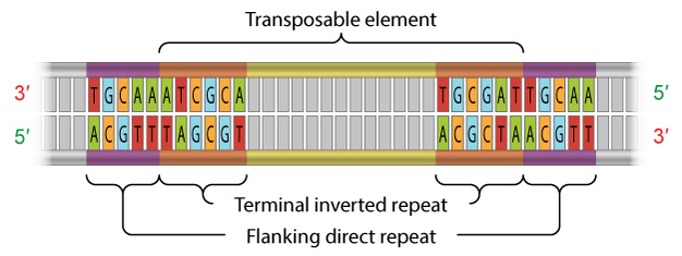 A schematic diagram shows the nucleotide sequence of terminal inverted repeats and flanking direct repeats on a transposable element. The transposable element is depicted as a horizontal, double-stranded segment of DNA. Elongated, vertical, rectangles represent individual nucleotides on each DNA strand. The rectangles are grey, except for 11 nucleotide pairs near each of the DNA segment’s opposite ends. These rectangles are colored and labeled with the letters A, T, G, or C. The color of the rectangle represents the chemical identity of the nitrogenous base and is blue (guanine), red (thymine), green (adenine), or orange (cytosine). The six innermost nucleotide pairs at both ends are enclosed in a bracket and labeled as terminal inverted repeats. The five outermost nucleotide pairs at both ends are enclosed in a separate bracket and labeled as flanking direct repeats.