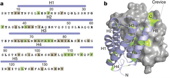 In the first panel of this two-panel diagram, a portion of the sequence of amino acids in a spider silk protein is represented by single-letter symbols arranged in five horizontal rows. Five highlighted sections of the sequence are labeled H1 through H5, and represent elements of its secondary structure. The second panel shows the X-ray crystal structure of a homodimer of this spider silk protein; one protein is represented by a ribbon diagram and shows that the five structural elements each form helical structures, and the second protein is rendered as a space-fill model and depicts the protein's globular structure.