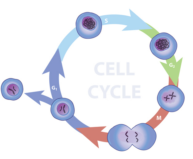 The eukaryotic cell cycle