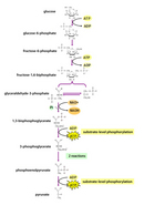 A linear diagram depicts the chemical reactions of the glycolysis pathway. In a series of ten chemical reactions, a glucose molecule is converted to pyruvate, resulting in the synthesis of energy in the form of ATP.