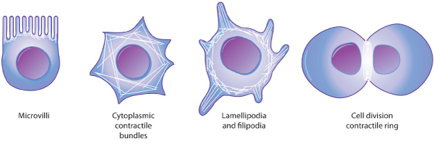 A four-part schematic shows cell structures that are supported by actin filaments. The structures shown include microvilli, cytoplasmic contractile bundles, lamellipodia, filipodia, and the cell division contractile ring. The structures are shown in illustrations of blue cells with circular, purple nuclei and white actin filaments.
