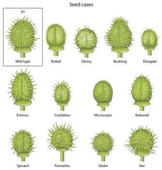 An illustration shows 12 deviant Jimsonweed seed pods and one wild-type seed pod arranged in three rows. The wild-type seed pod is oviform and covered in spiny protrusions. 2N is written above the seed pod, indicating the seed is derived from a diploid plant. 12 seed pods derived from a plant with a trisomy in one of Jimsonweed's 12 chromosomes have shapes that deviate from the expected wild-type shape: some of the pods have reduced or exaggerated spines; some are pear-shaped, round, or dramatically-reduced in size.