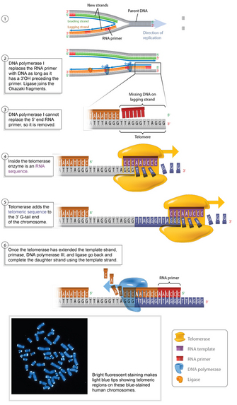 The DNA replication process is shown in a six-part schematic diagram at top. Parts 1 and 2 show leading and lagging strand synthesis in relation to the parental DNA. Parts 3 through 6 show a magnified view of the five prime end of the lagging strand. Telomerase extends the three prime end of the parental strand, and DNA polymerase completes the synthesis of the daughter strand. Below the illustration, a photomicrograph shows many fluorescent blue chromosomes on a black background. The telomeres at the ends of every chromosome are colored a light fluorescent blue.
