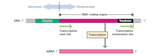 A schematic illustration shows a region of DNA that contains a discrete transcription unit. The DNA is represented as a thin horizontal rectangle, and the transcription unit and its regulatory regions are represented by different colored rectangular regions clustered together along the DNA. The promoter region is represented as a green rectangular region near the left (three-prime) end of the DNA strand. The terminator region is represented as a black rectangular region near the right (five-prime) end of the DNA strand. The RNA-coding region, represented as a pink rectangular region, is between the promoter and the terminator. Arrows indicate transcription proceeds in a rightward direction from the transcription start site, where the promoter meets the RNA-coding region, to the transcription termination site, at the right-hand terminus of the terminator. The product of transcription is a five-prime to three prime (from left to right) MRNA transcript.